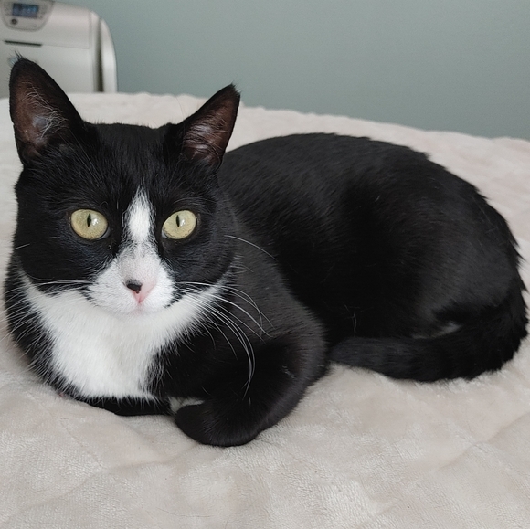 Baby Clothes and Swaddles - Picture 3 of 6